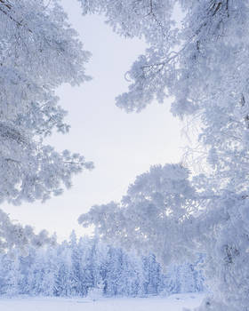 Winter trees
