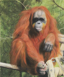 Orangutan in Pastel