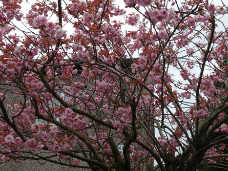 Cherry blossoms