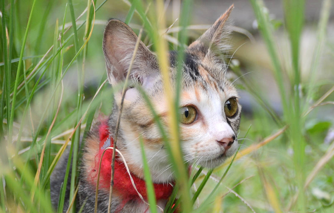 Sneaking Cat Reference Sneaking cats 02 by Ikmalhidayat on DeviantArt