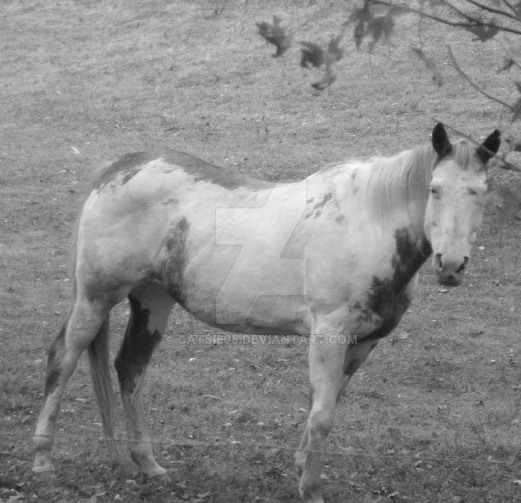 Black and white horse