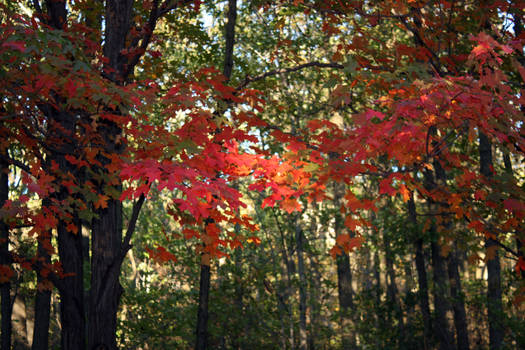 Sunlight on fall leaves