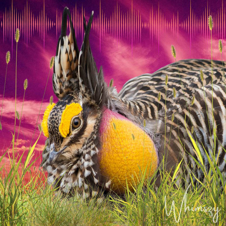 Psychedelic Rabbit by whimzcat on DeviantArt