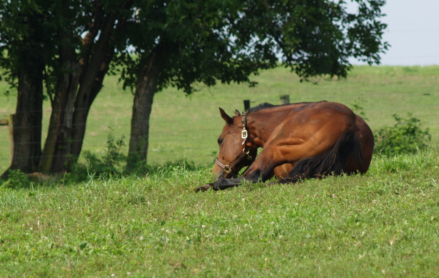 stock - horse22