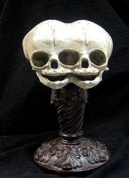 Conjoined Twins Fetal Skull Display