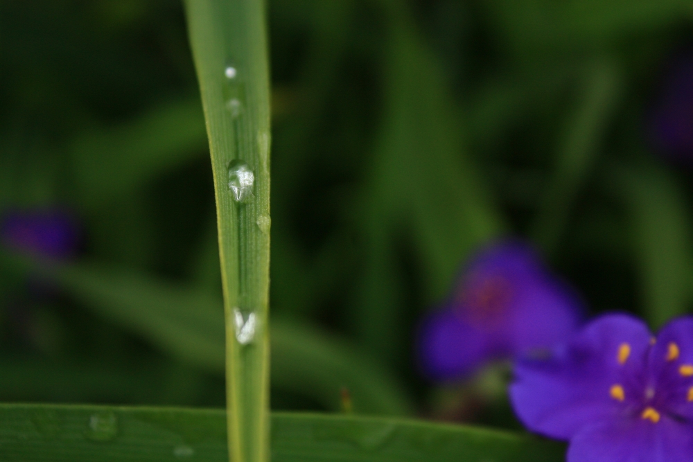 drop of life