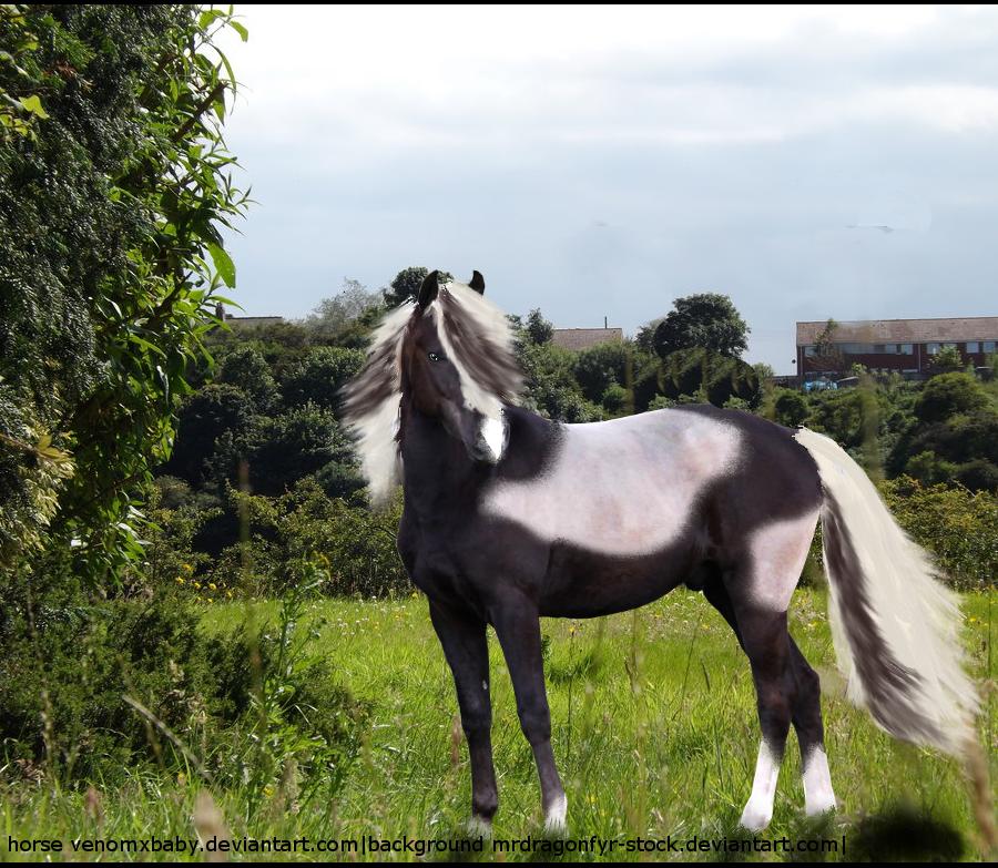 Silver Dapple Colt