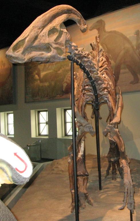 FMNH: Parasaurolophus