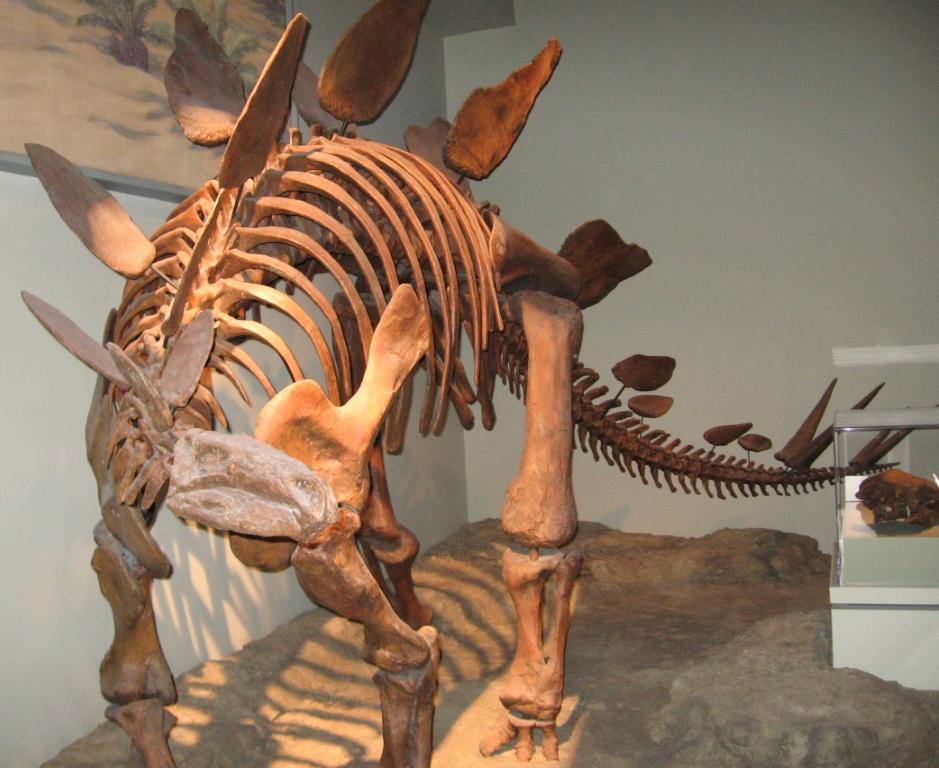 FMNH: Stegosaurus II