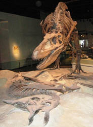 FMNH: Daspletosaurus I