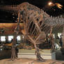 FMNH: Daspletosaurus II