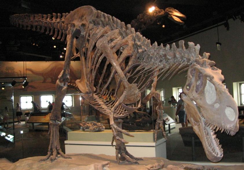 FMNH: Daspletosaurus II