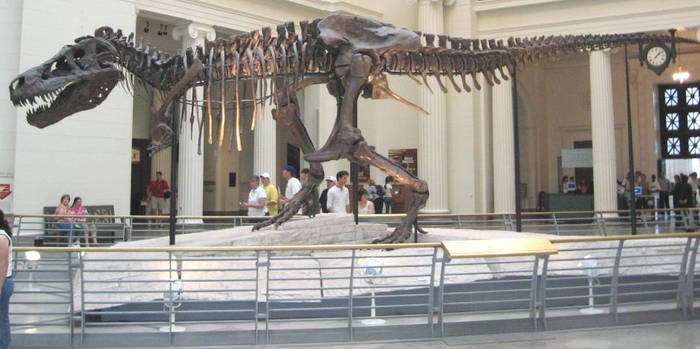 FMNH: Tyrannosaurus III