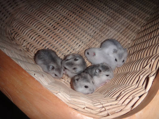 Baby Hamsters