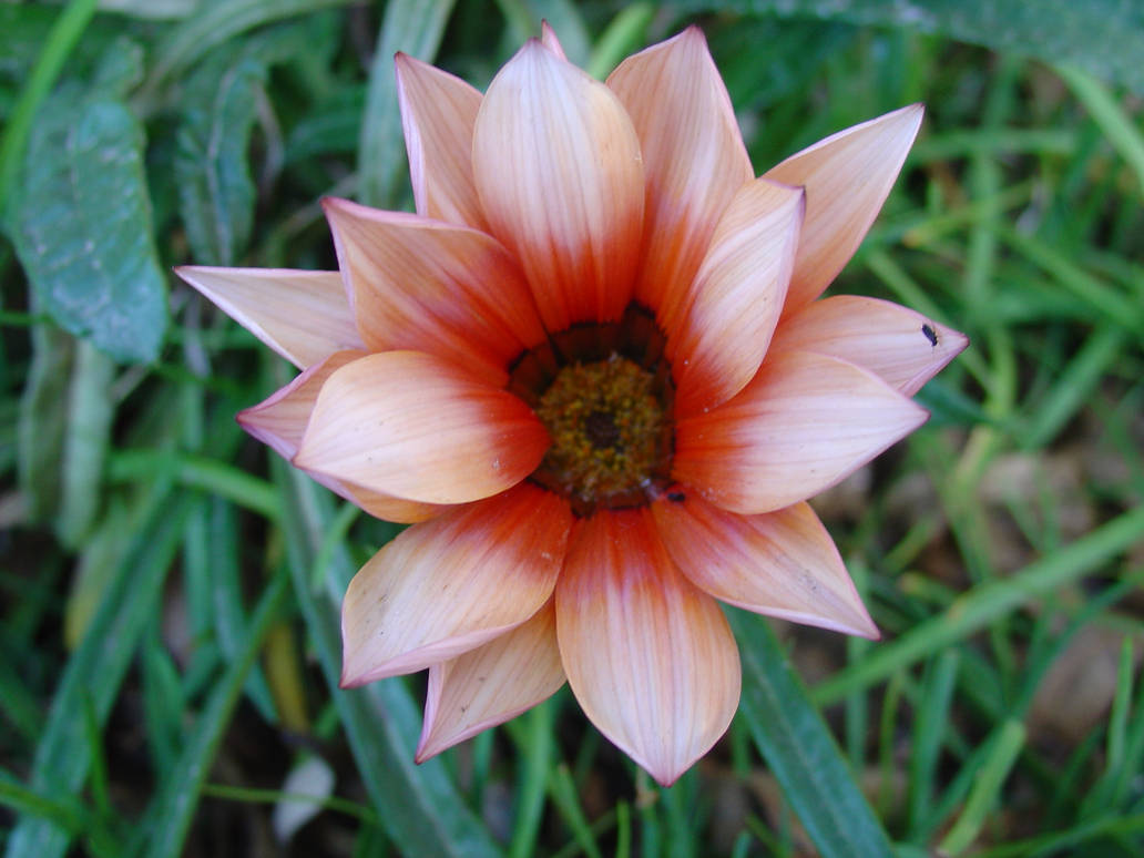 Resultado de imagen para flor hermosa