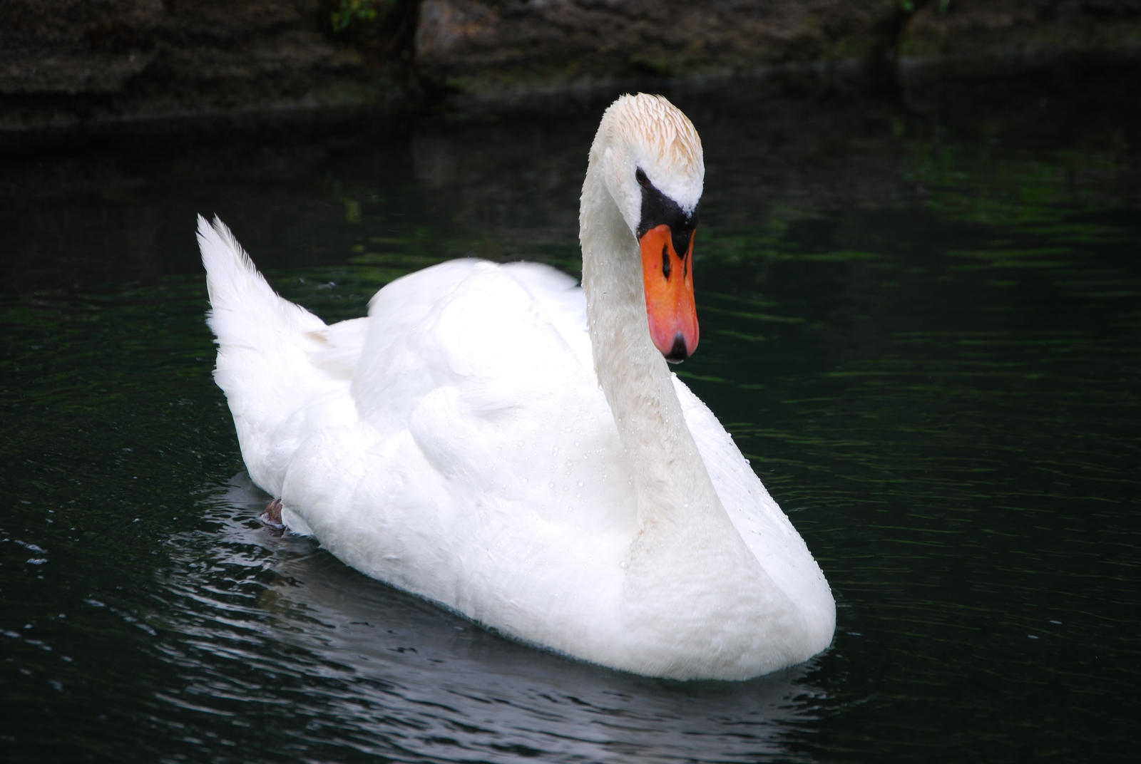 White Swan