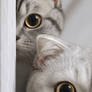 Double Trouble with Golden Eyes..........