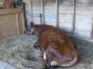 Brindle Cow?