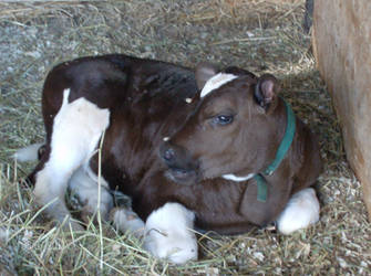 Brindle's Calf