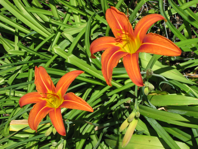 Garden Lilies