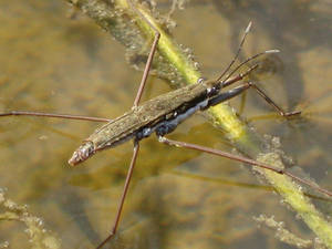 Water Skimmer