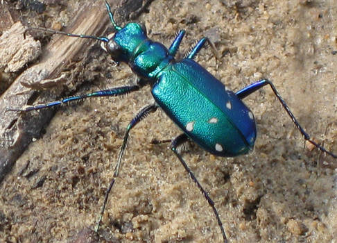 Tiger Beetle