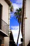 Palmera by uOse