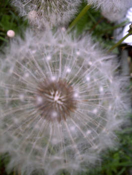 Dandelion