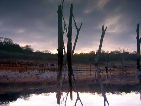 another upside down reflection off the water