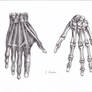 Skeletal Hands