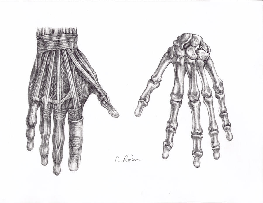 Skeletal Hands