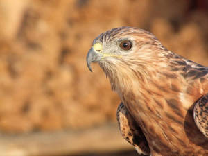 Tunisia falcon