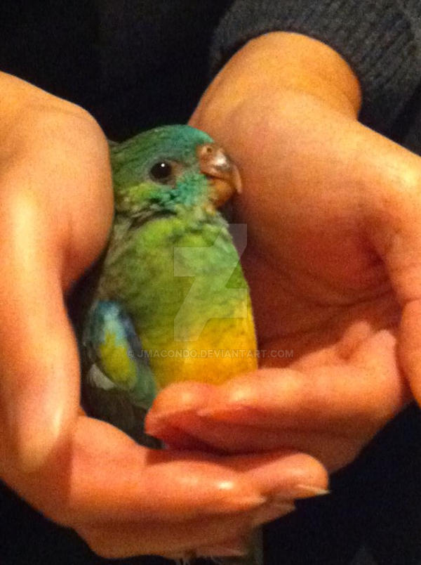 Dodo the Baby Red-Rumped Parakeet by JMacondo on DeviantArt