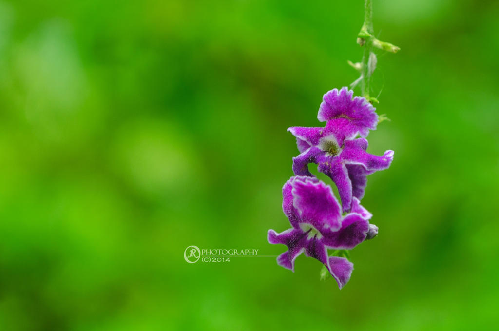 Purple Orchids