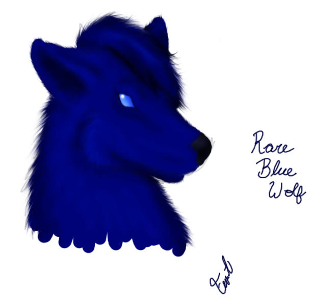 Rare Blue Wolf by AttackFerret on DeviantArt