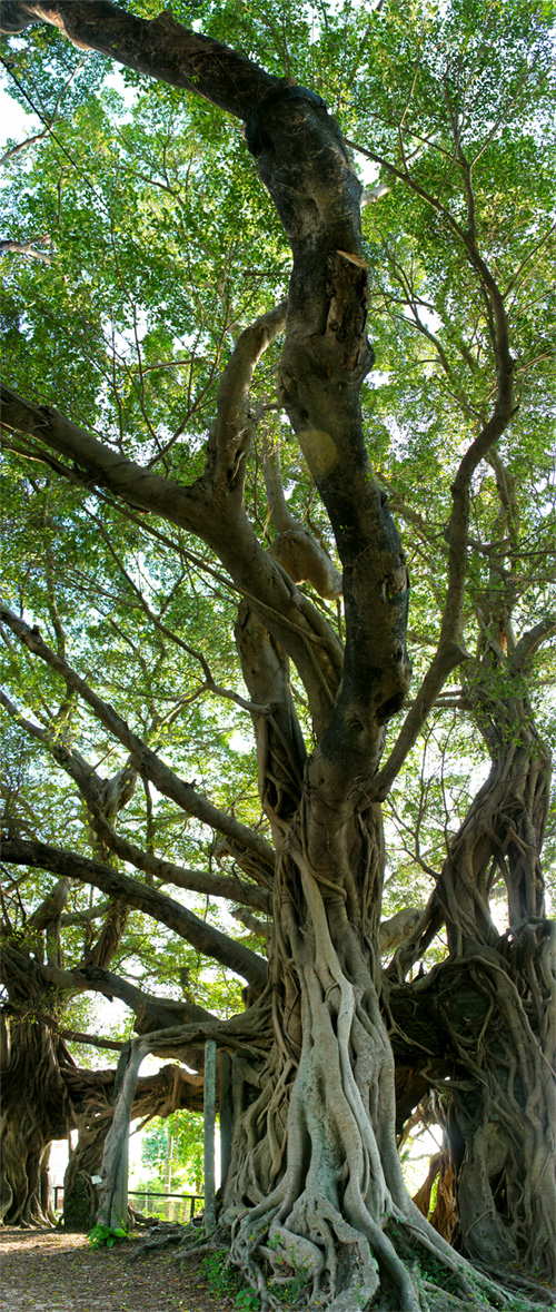 Beauty of Gigantic Trees III