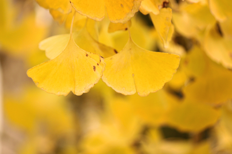 Golden Butterflies II