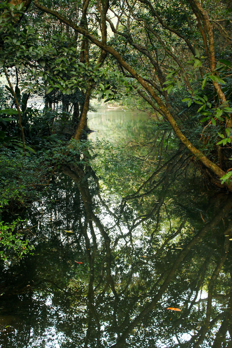 reflection or real jungle