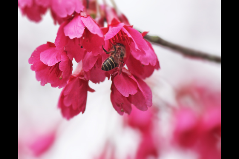 Sea of Pink Taiwan Cherries V