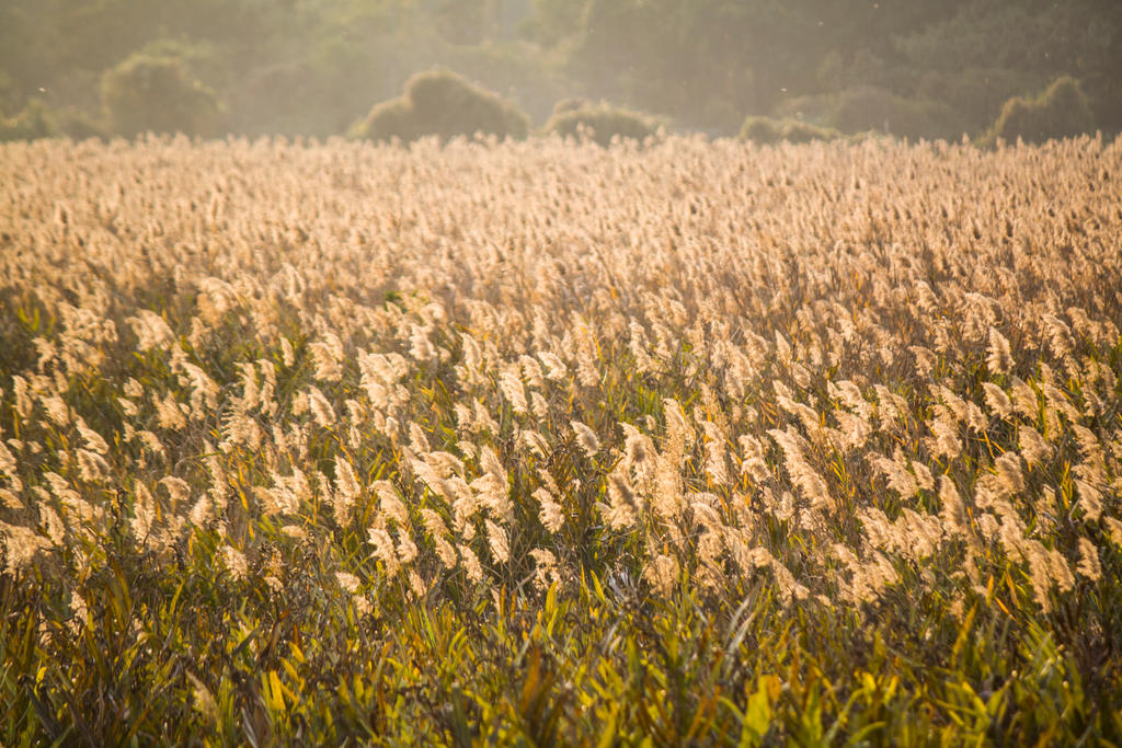 Sea of Grass