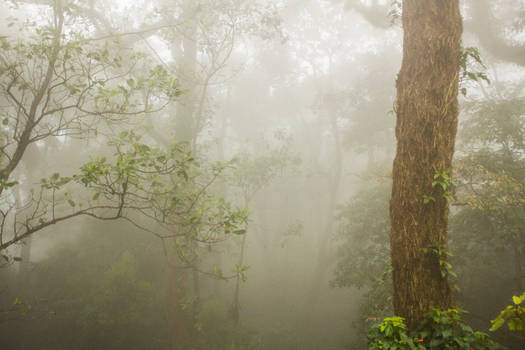 Foggy Jungle
