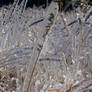 Frozen grass