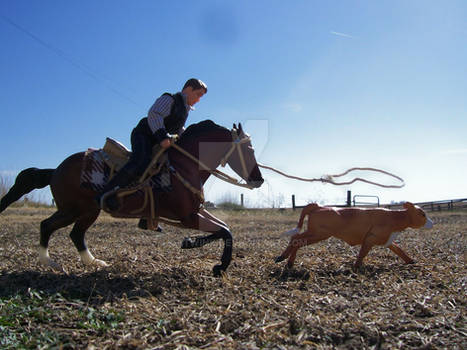 Rounding up a stray