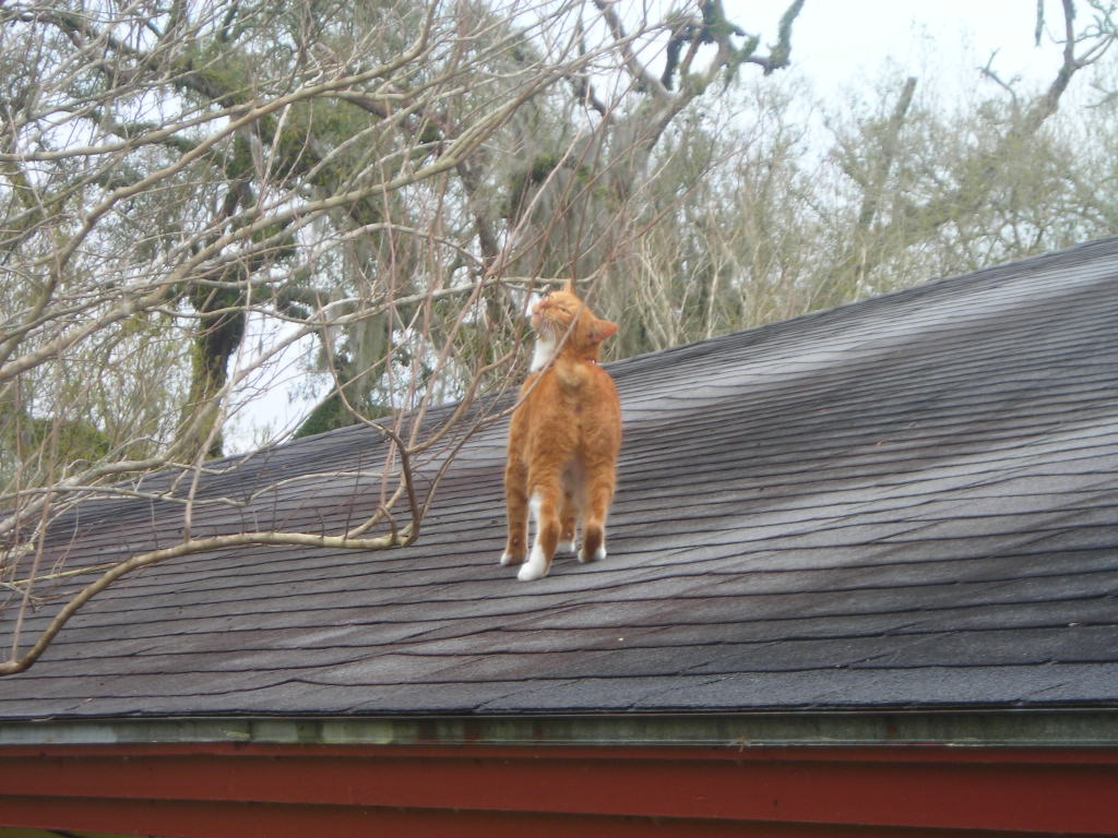 Stray cat strut by FuriousCephalopod on DeviantArt