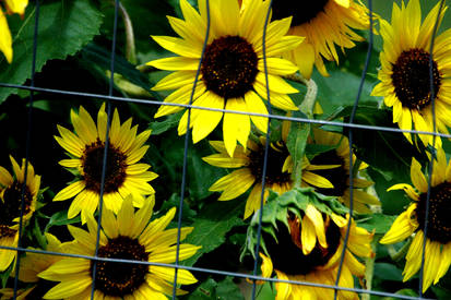 caged sunflowers