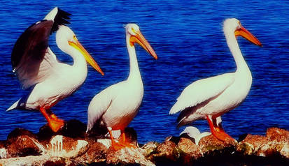 Rockport Pelicans