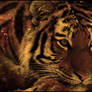 Tigre Sign