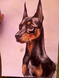 Doberman