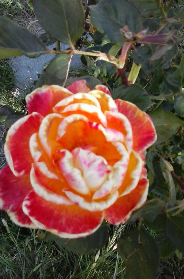 epic rose by ravenxleth2 on DeviantArt