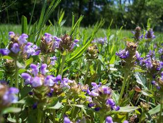 Purple Flowers Everywhere